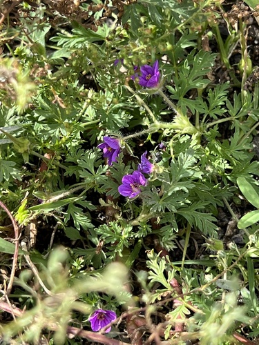 Erodium stephanianum (Erodium stephanianum)