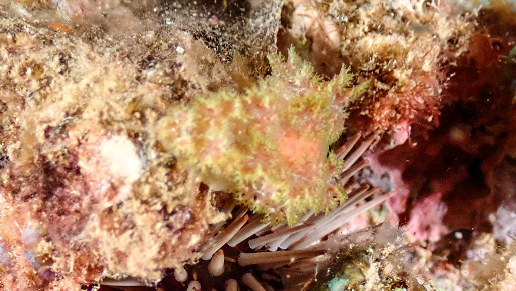 Marioniopsis hawaiiensis