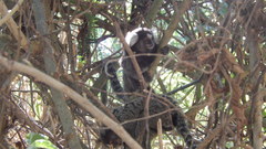 Callithrix jacchus × penicillata