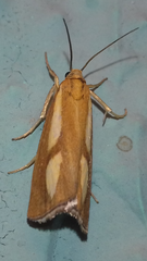 Catoptria