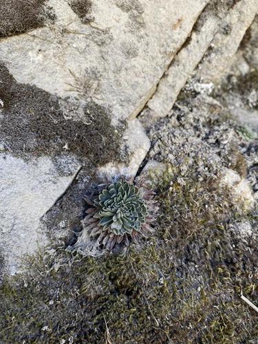 Image of Sedum valens by (c) Daniel Kennedy, some rights reserved (CC BY)