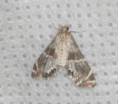 Petrophila confusalis