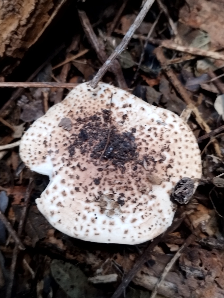 Echinoderma asperum · April 2024 · photo: © seba_fornes (iNaturalist, cc-by)
