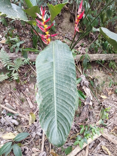 Image of Heliconia angusta by (c) Victor Hugo B. Galvão, some rights reserved (CC BY)