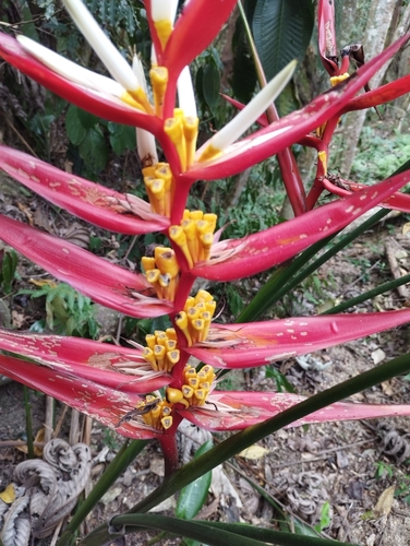 Image of Heliconia angusta by (c) Victor Hugo B. Galvão, some rights reserved (CC BY)