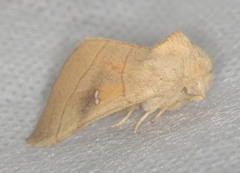 Nadata