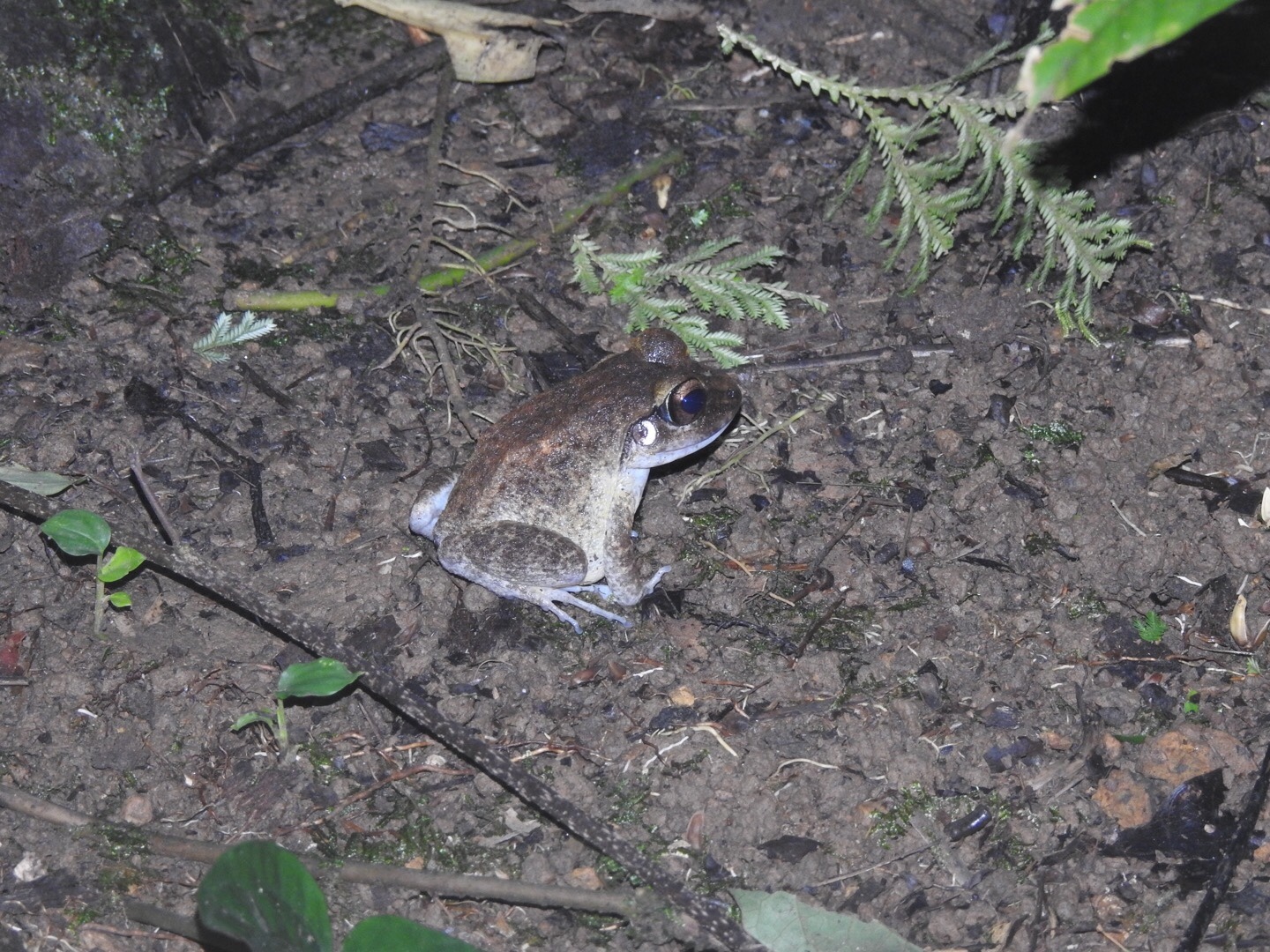 Solomon Wrinkled Ground Frog photo 6