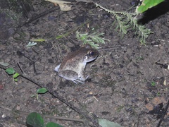 Solomon Wrinkled Ground Frog photo 5