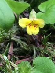 Viola orbiculata