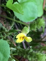 Viola orbiculata