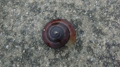 Satsuma