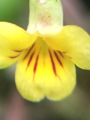 Viola orbiculata