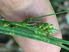 Carex hirsutella