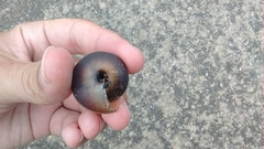 Satsuma