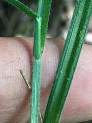 Carex hirsutella