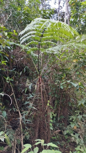 Image of Cyathea arborea by (c) Victor Hugo B. Galvão, some rights reserved (CC BY)