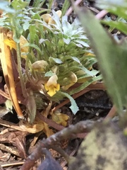 Pedicularis semibarbata