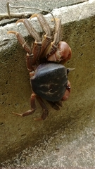 Gecarcinidae