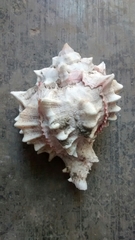 Phyllonotus erythrostomus