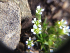 Cherleria biflora