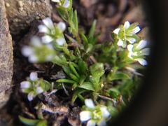 Cherleria biflora