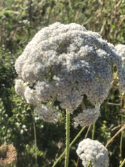 Angelica hendersonii