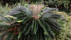 Cycas revoluta