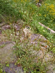 Epilobium amurense