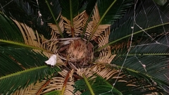 Cycas revoluta