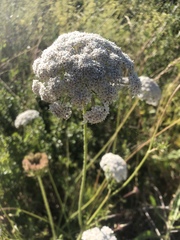 Angelica hendersonii