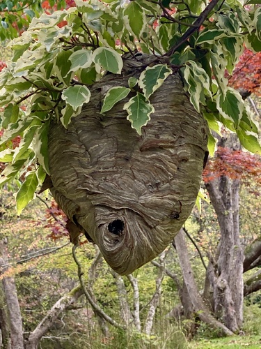 Bald-faced hornet