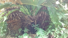 Cycas revoluta