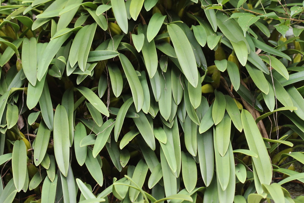 Bulbophyllum morphologorum Kraenzl.