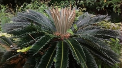 Cycas revoluta