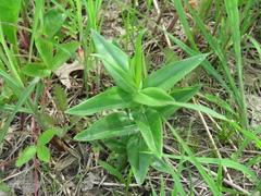 Gentiana alba