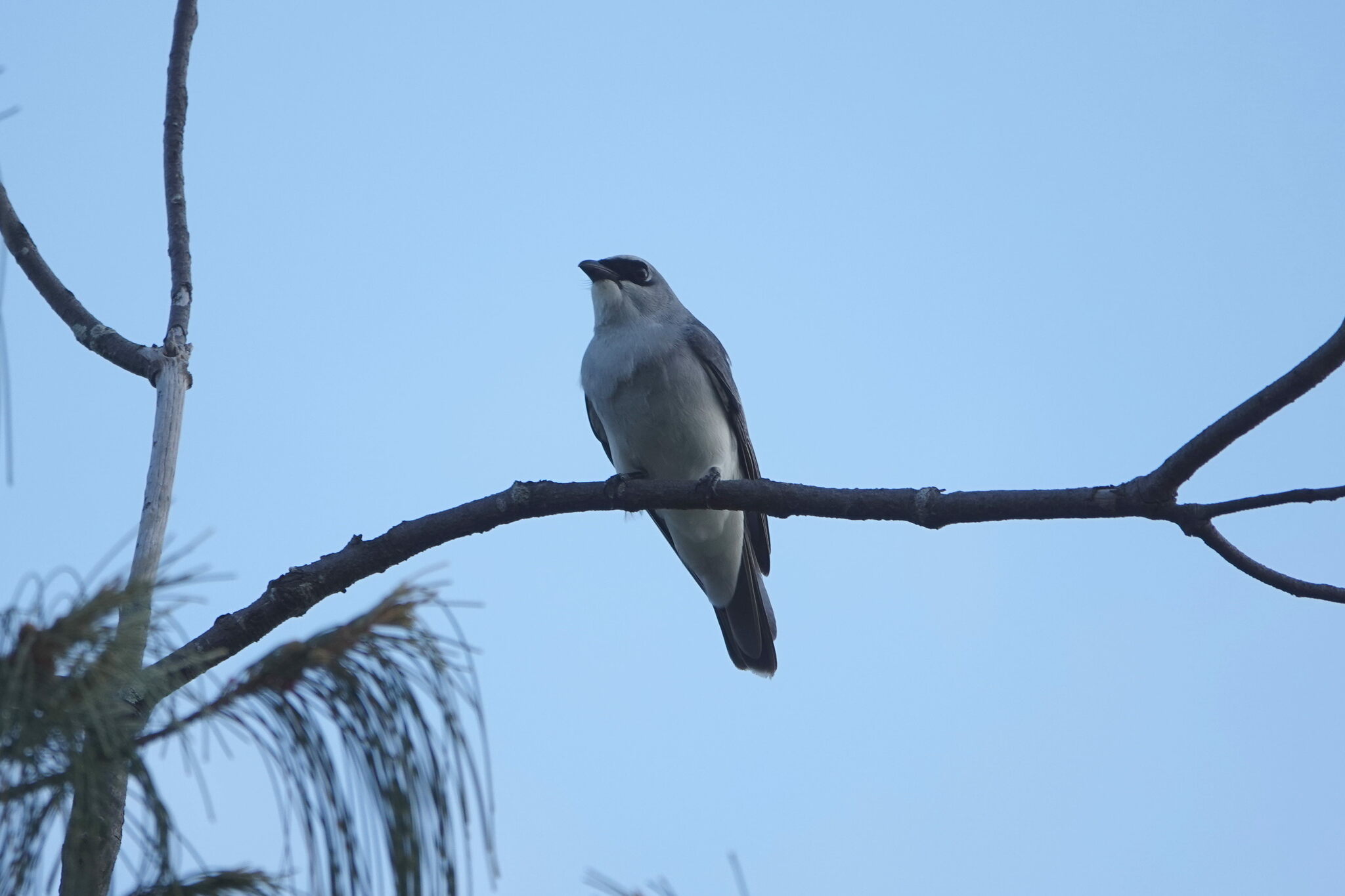 White-bellied Cuckooshrike illustration