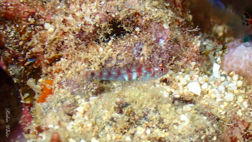Eviota epiphanes observed 2024-09-20