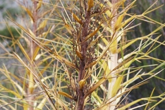 Aciphylla glaucescens