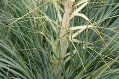 Aciphylla glaucescens