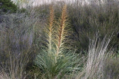 Aciphylla glaucescens