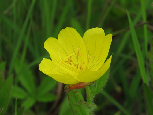 Image of Oenothera pilosella by (c) Katie Kucera, some rights reserved (CC BY)