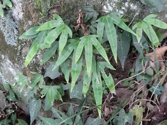 Pyrrosia polydactylos