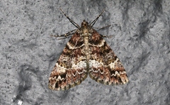 Pseudocoremia productata