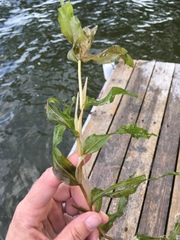 Potamogeton praelongus