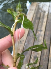 Potamogeton praelongus