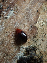 Scaphidiinae