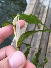 Potamogeton praelongus