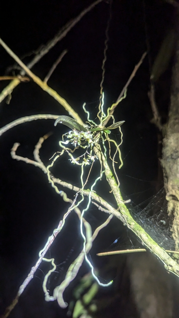 Plectorrhiza beckleri