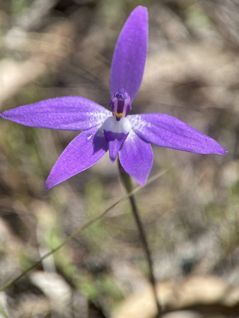 Caladenia major