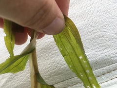 Potamogeton praelongus